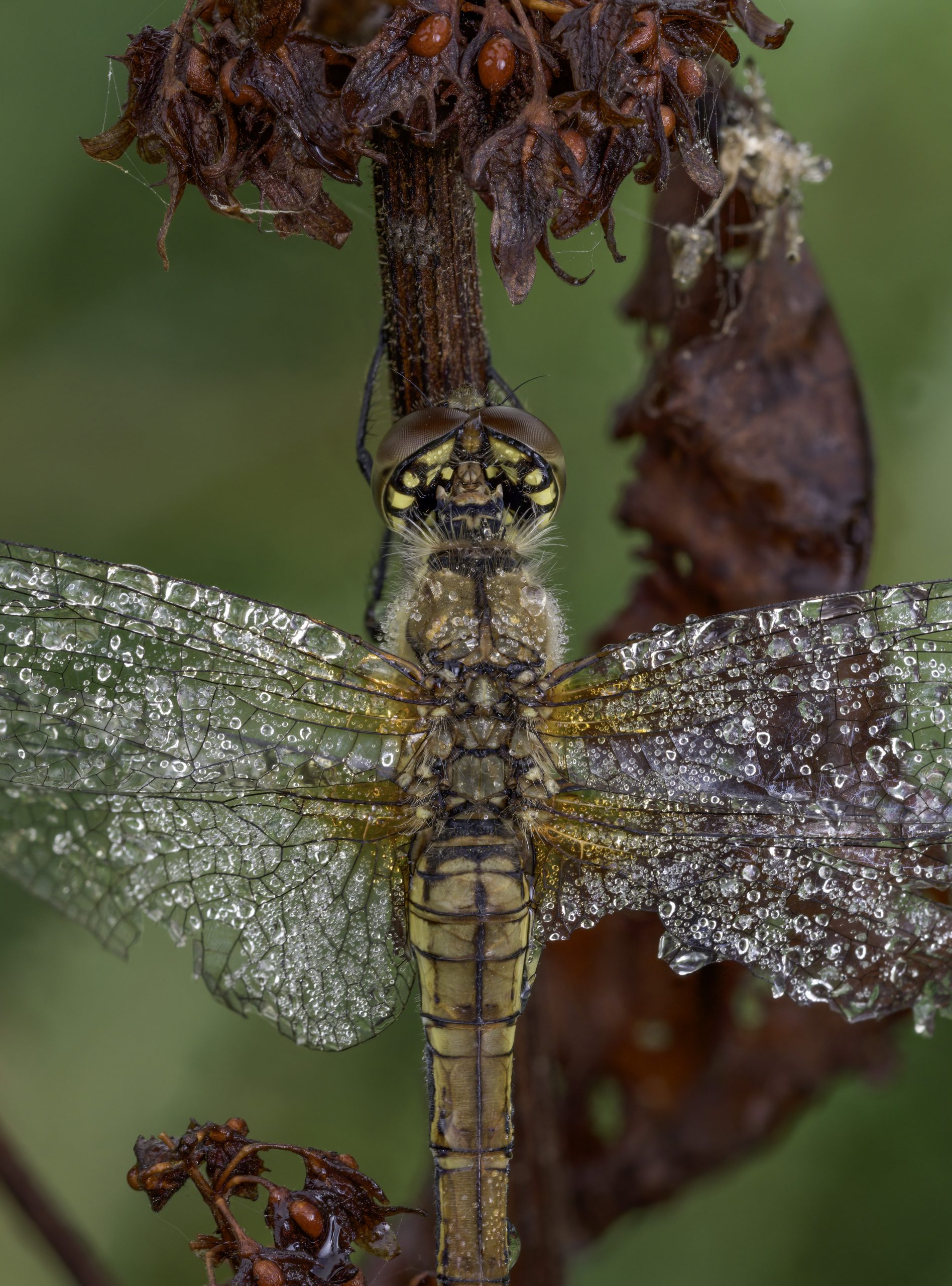 Dragonfly – first foray into macro